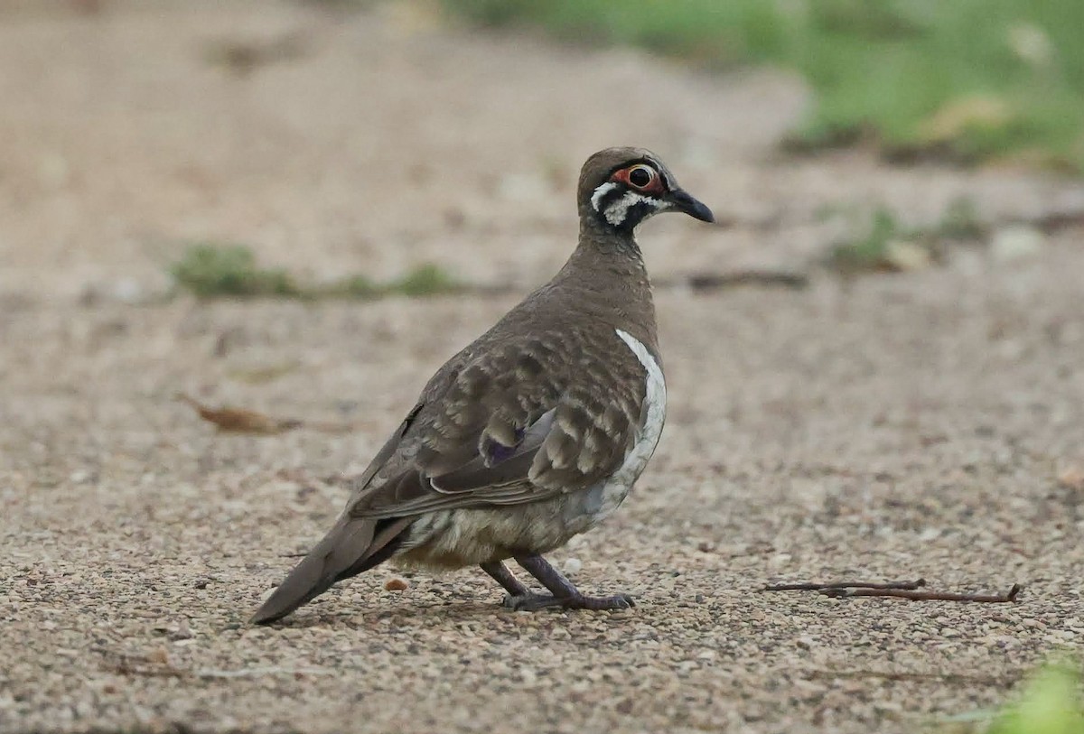 Squatter Pigeon - ML646785141