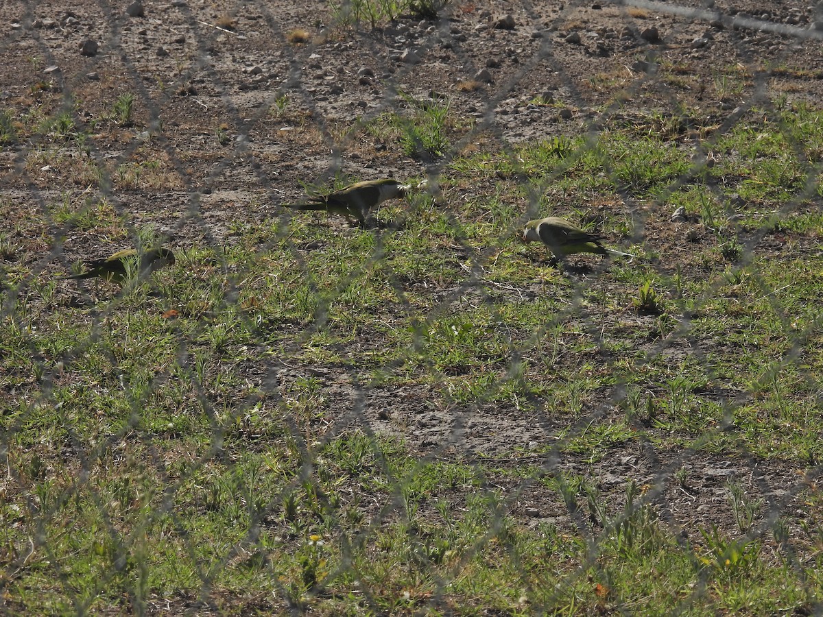 תוכי נזירי - ML646785142