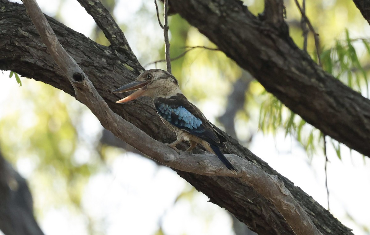 Blue-winged Kookaburra - ML646785145