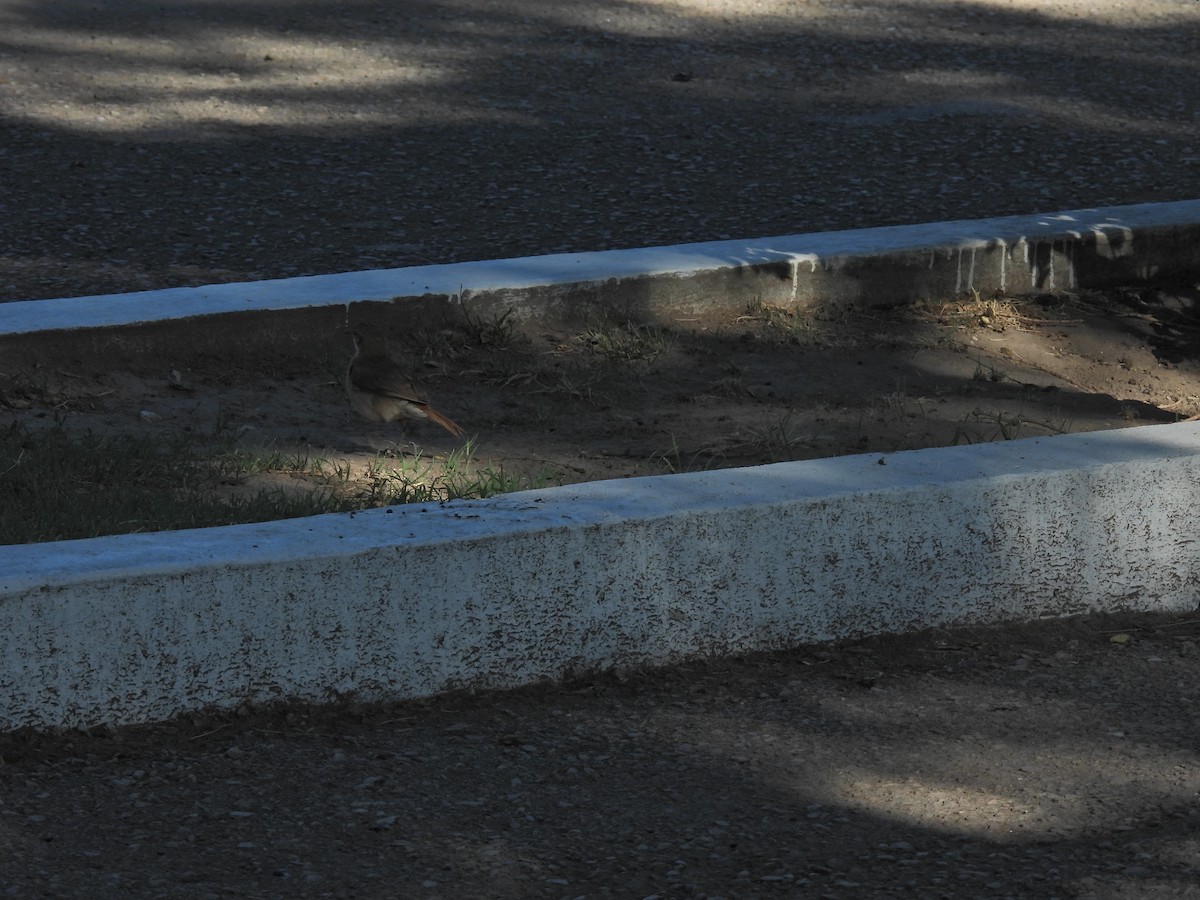 Rufous Hornero - ML646785147