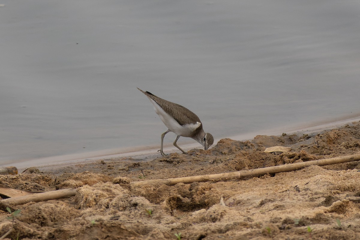 Common Sandpiper - ML646785148