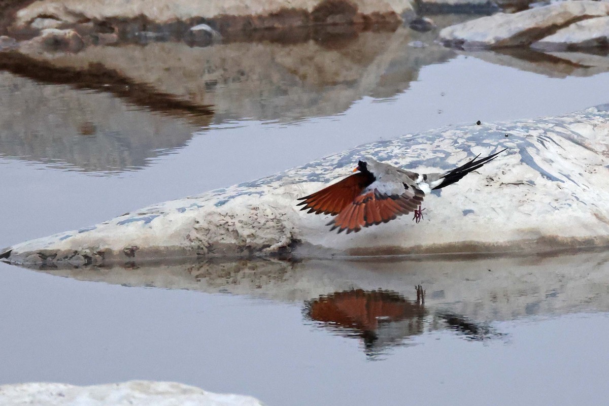 hrdlička kapská - ML646785149