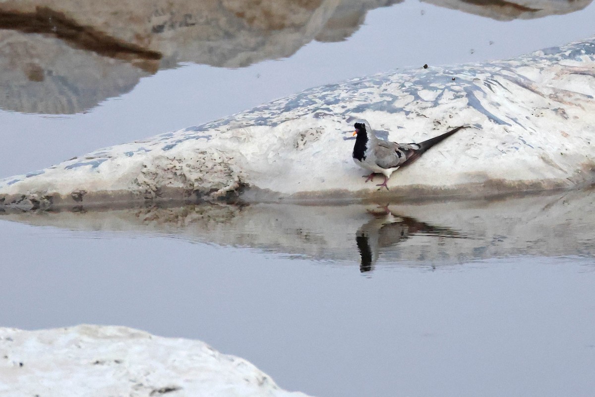 hrdlička kapská - ML646785150