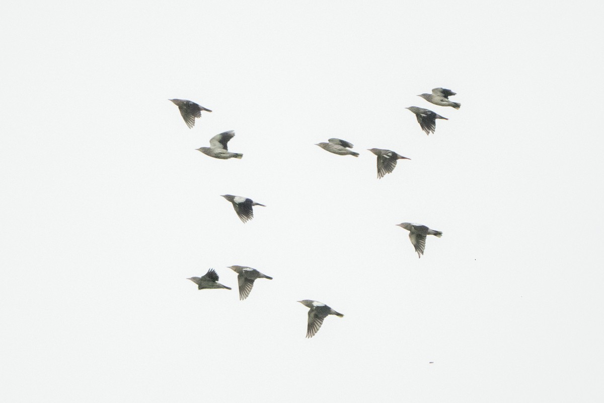 White-shouldered Starling - ML646785151