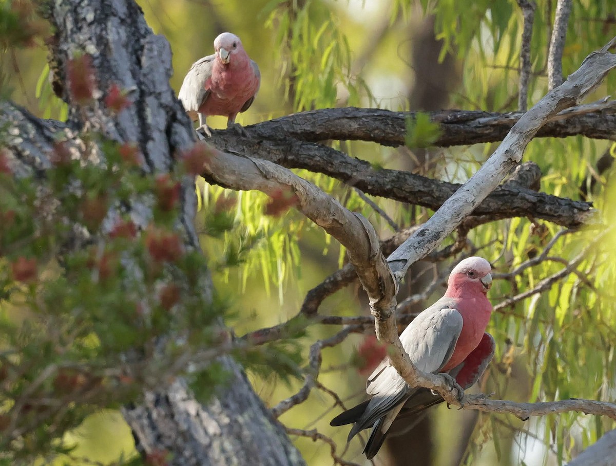 גלאה - ML646785152