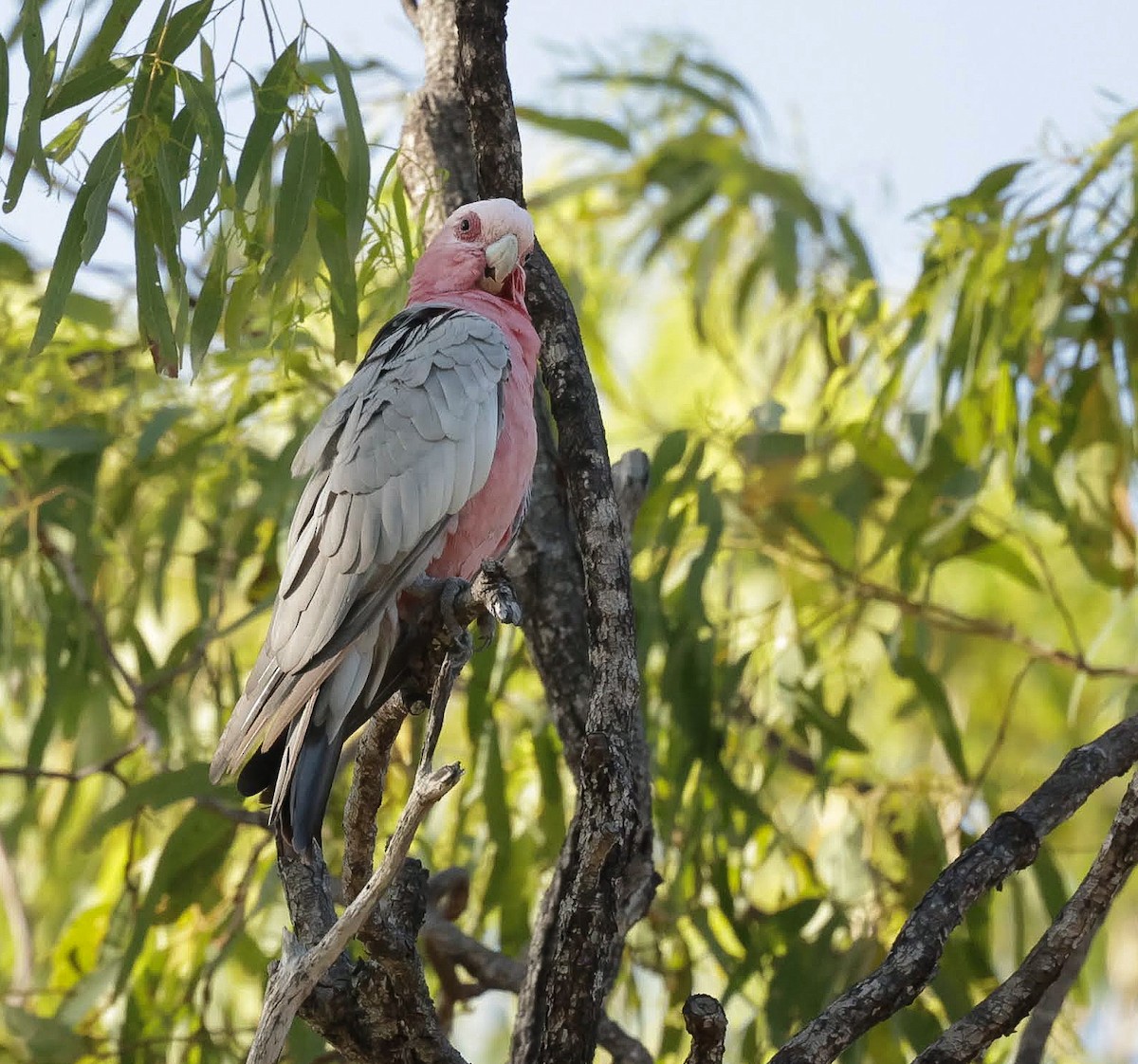 גלאה - ML646785153