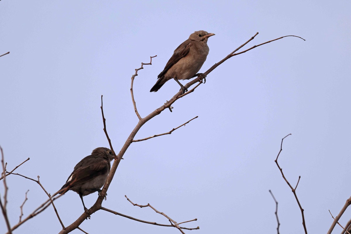 Wattled Starling - ML646785159