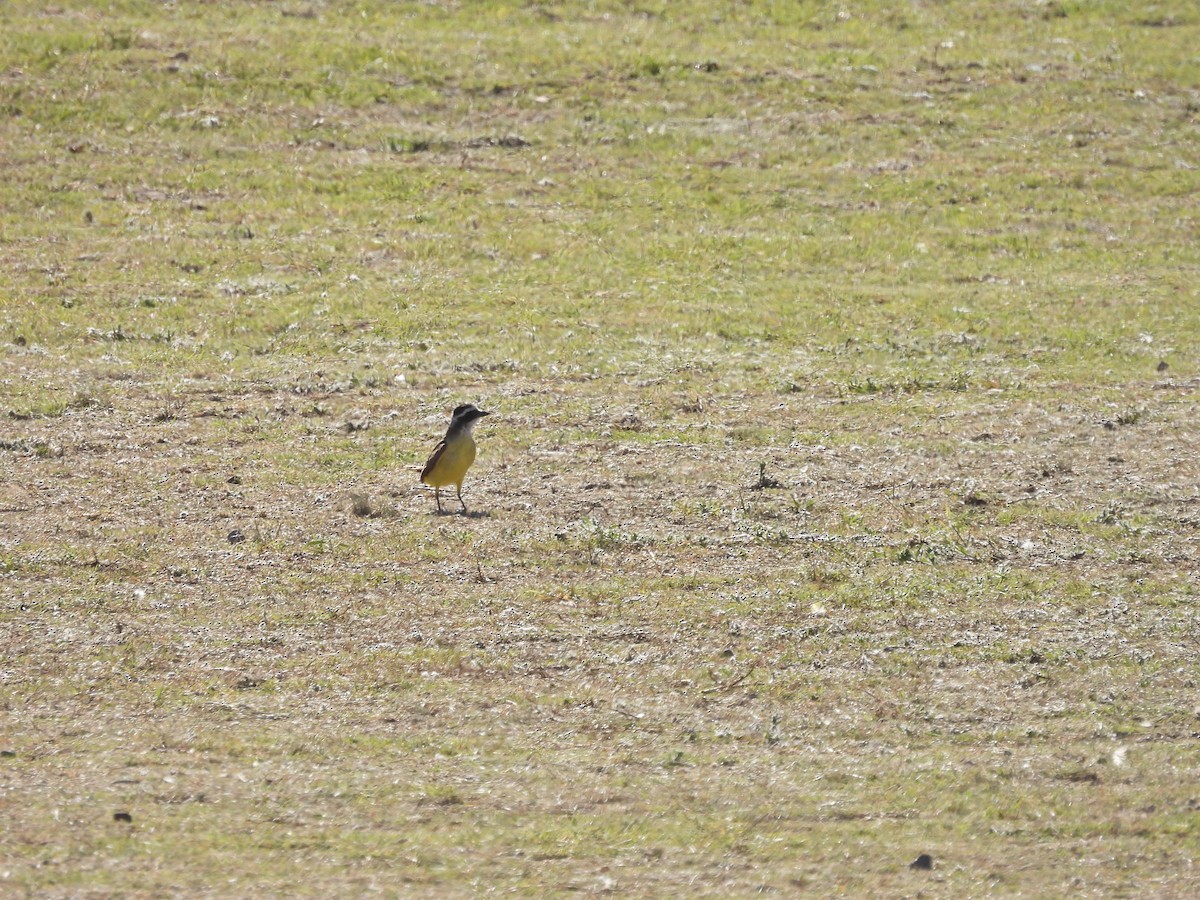 Great Kiskadee - ML646785160