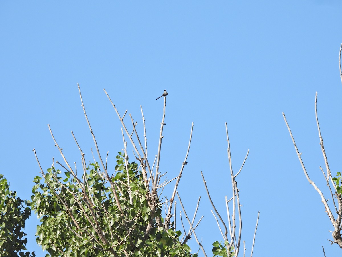 Fork-tailed Flycatcher - ML646785170