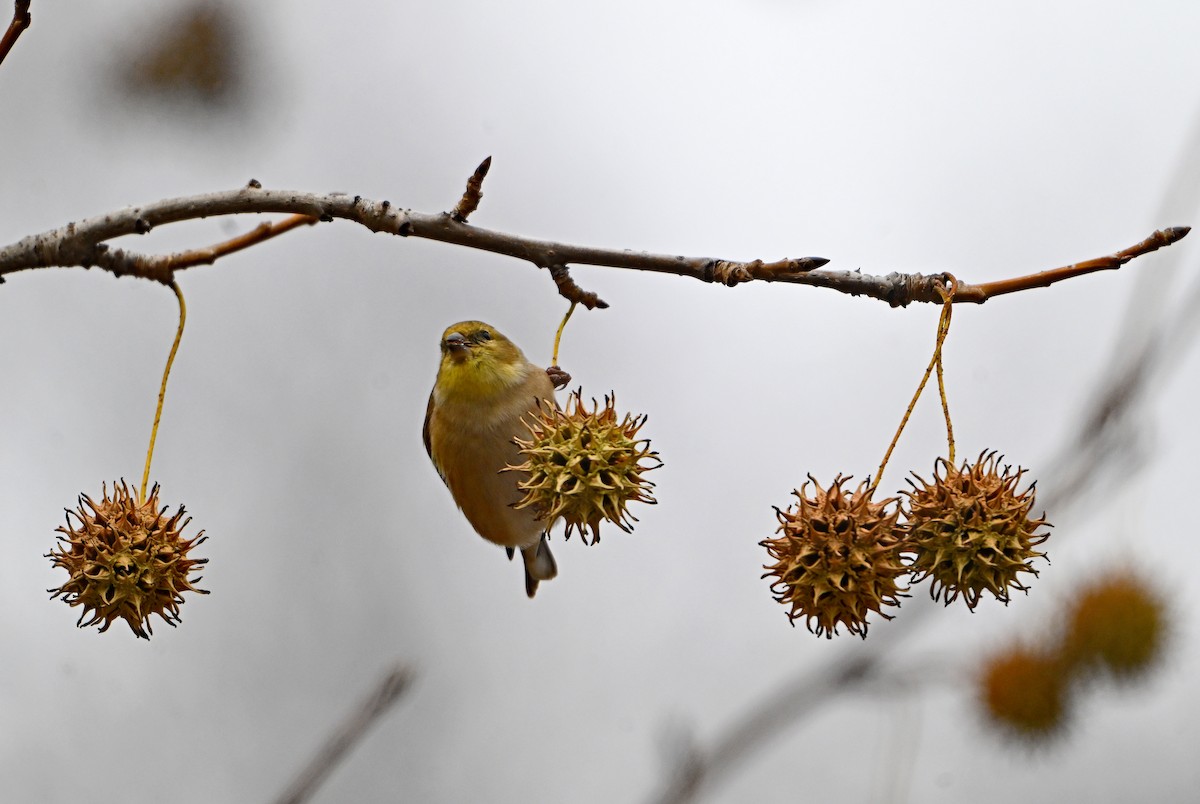 American Goldfinch - ML646785171