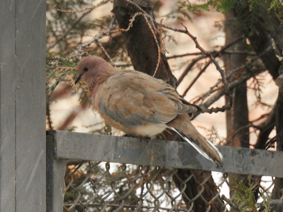 Laughing Dove - ML646785172