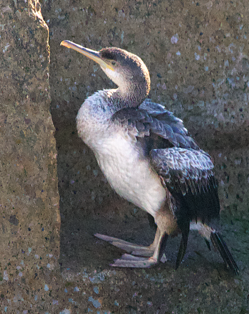 European Shag - ML646785177