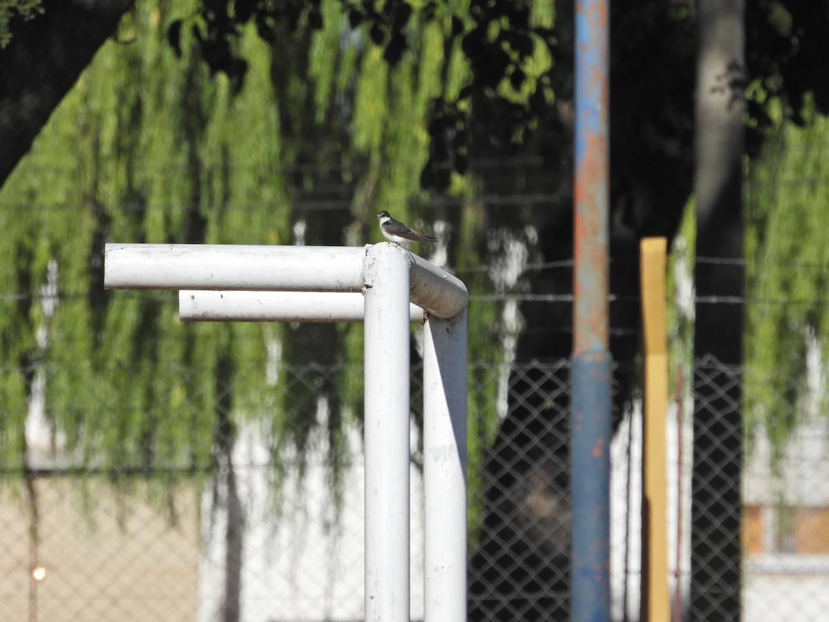 White-rumped Swallow - ML646785185