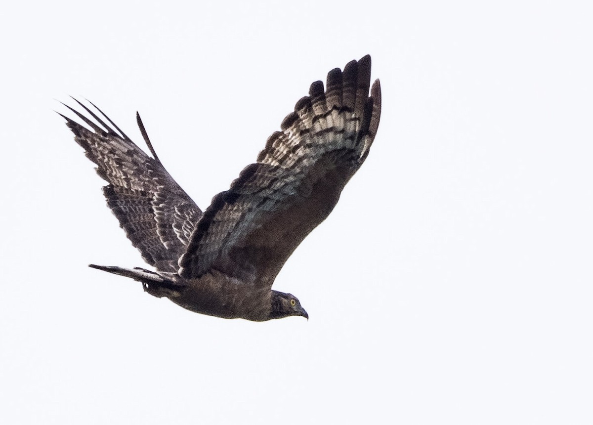 Mountain Serpent-Eagle - ML646785186