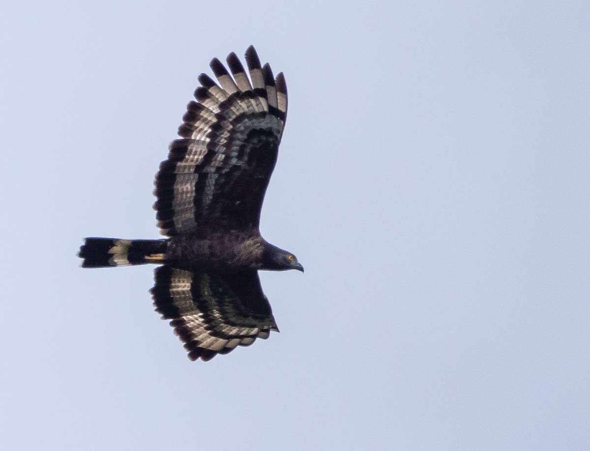 Mountain Serpent-Eagle - ML646785187