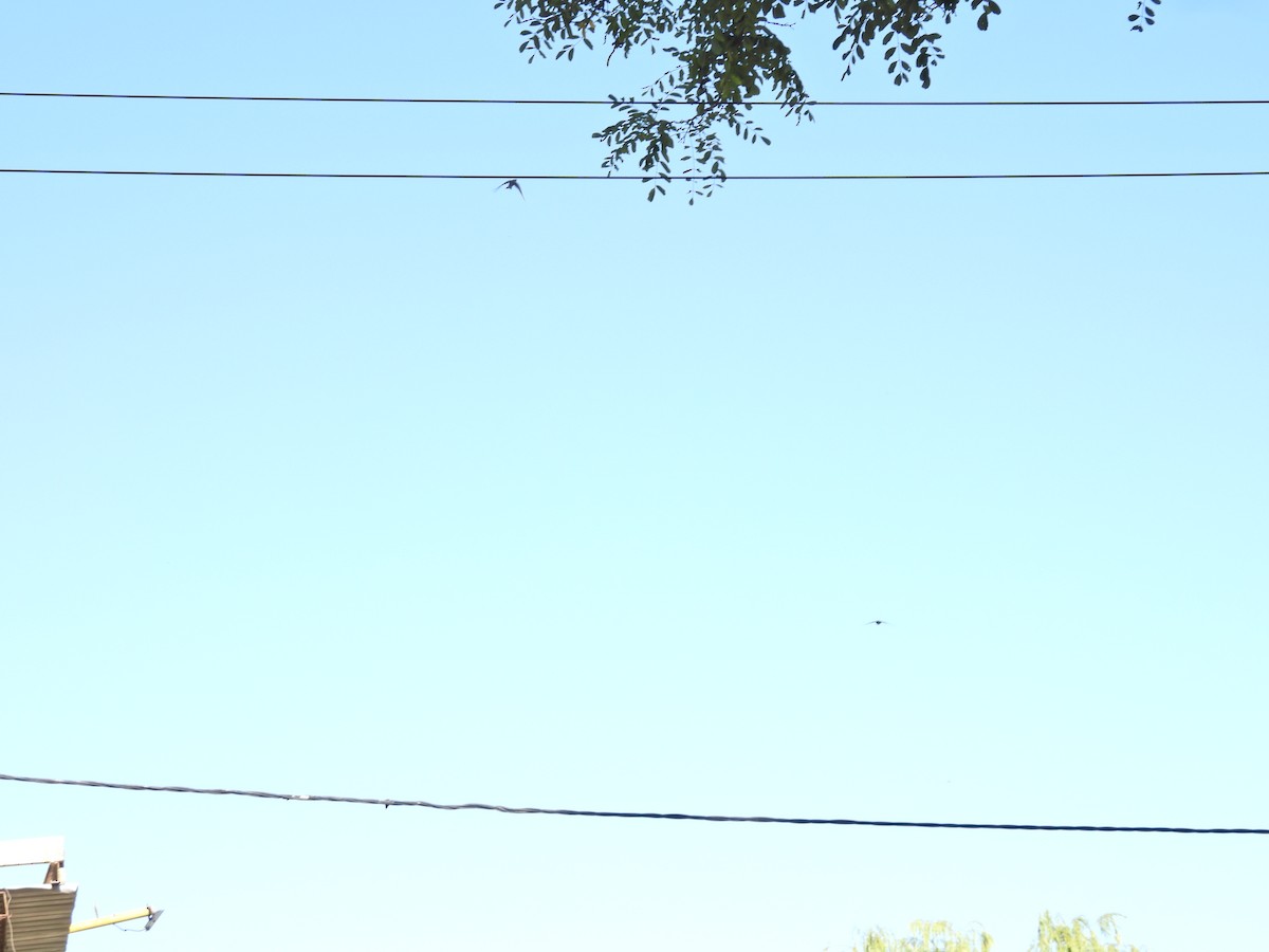 Southern Martin - ML646785191