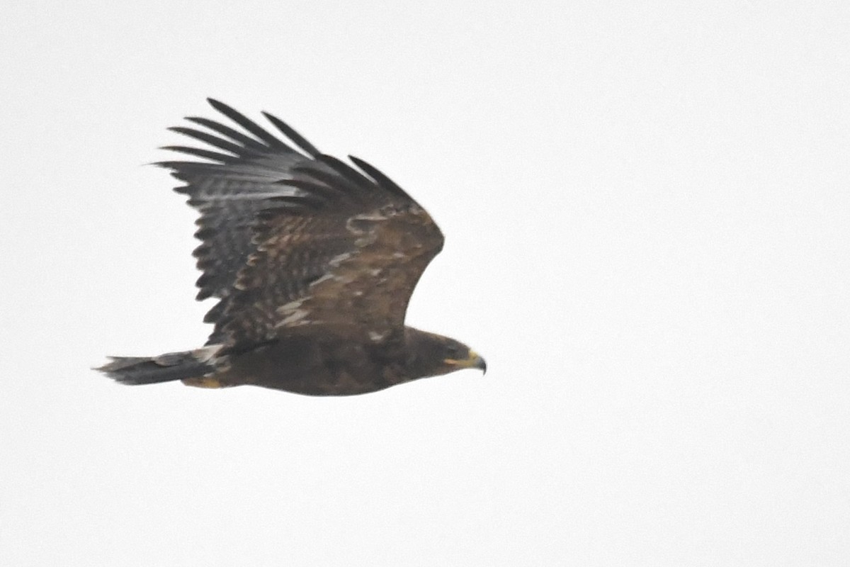 Steppenadler - ML646785193