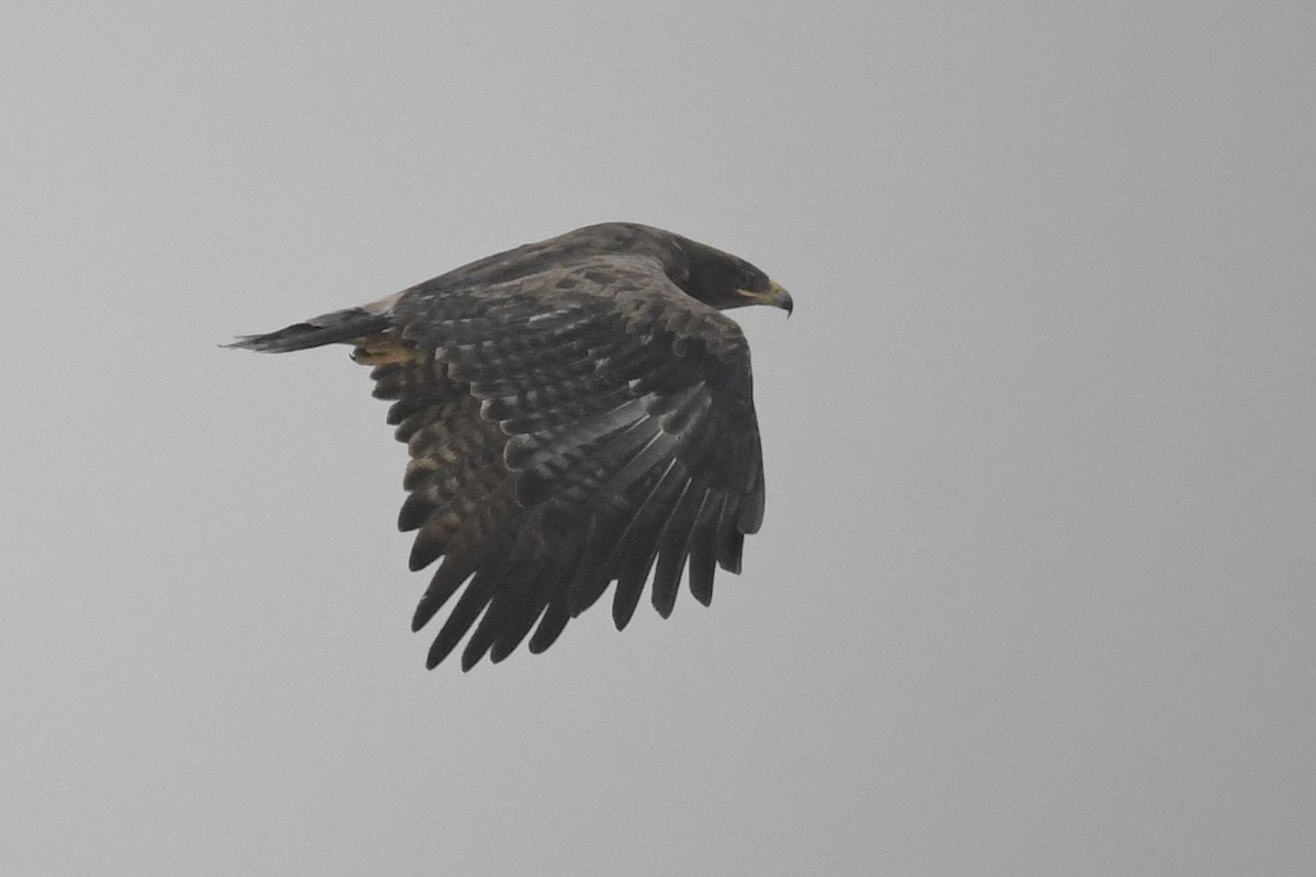 Steppenadler - ML646785194