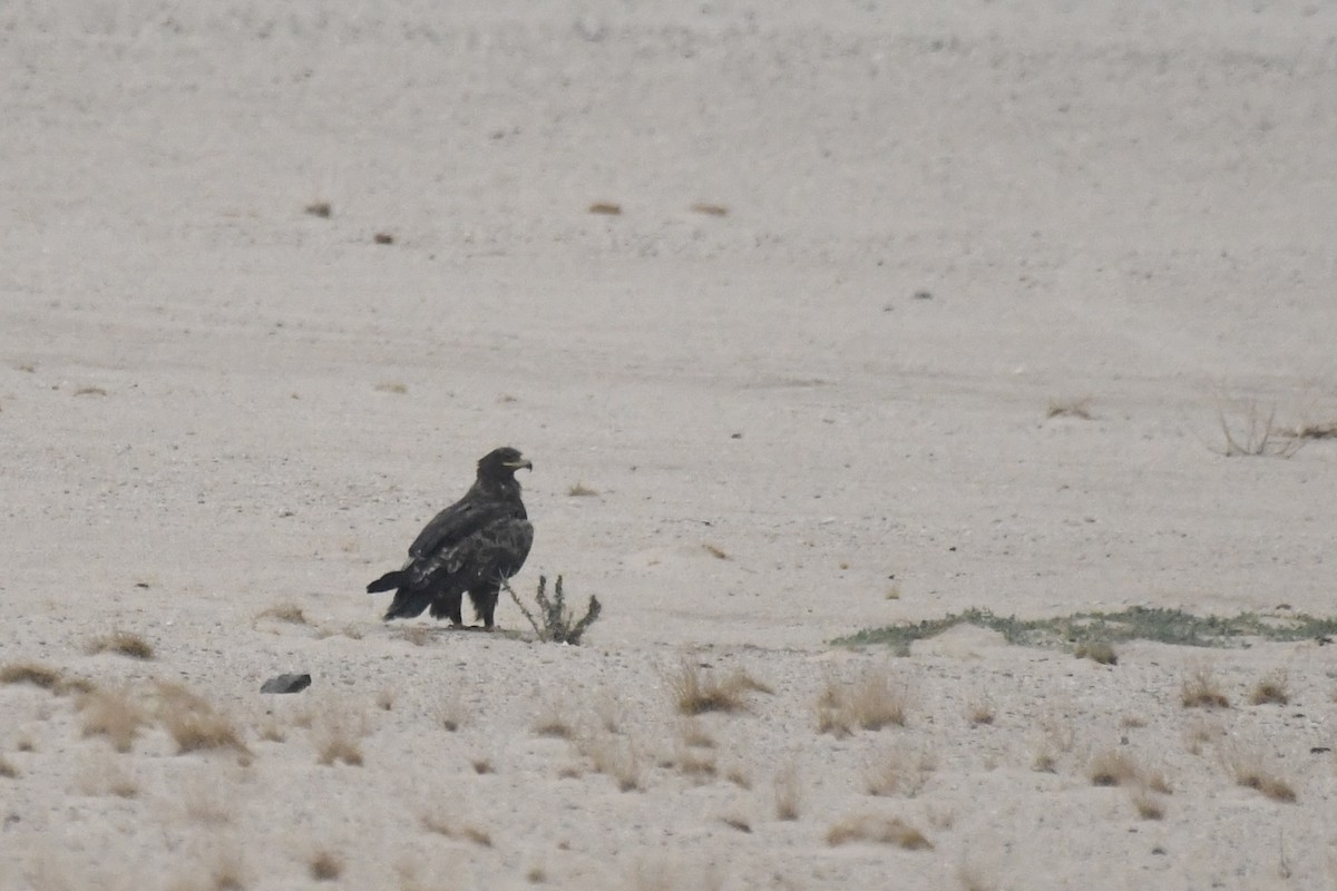 Steppenadler - ML646785195