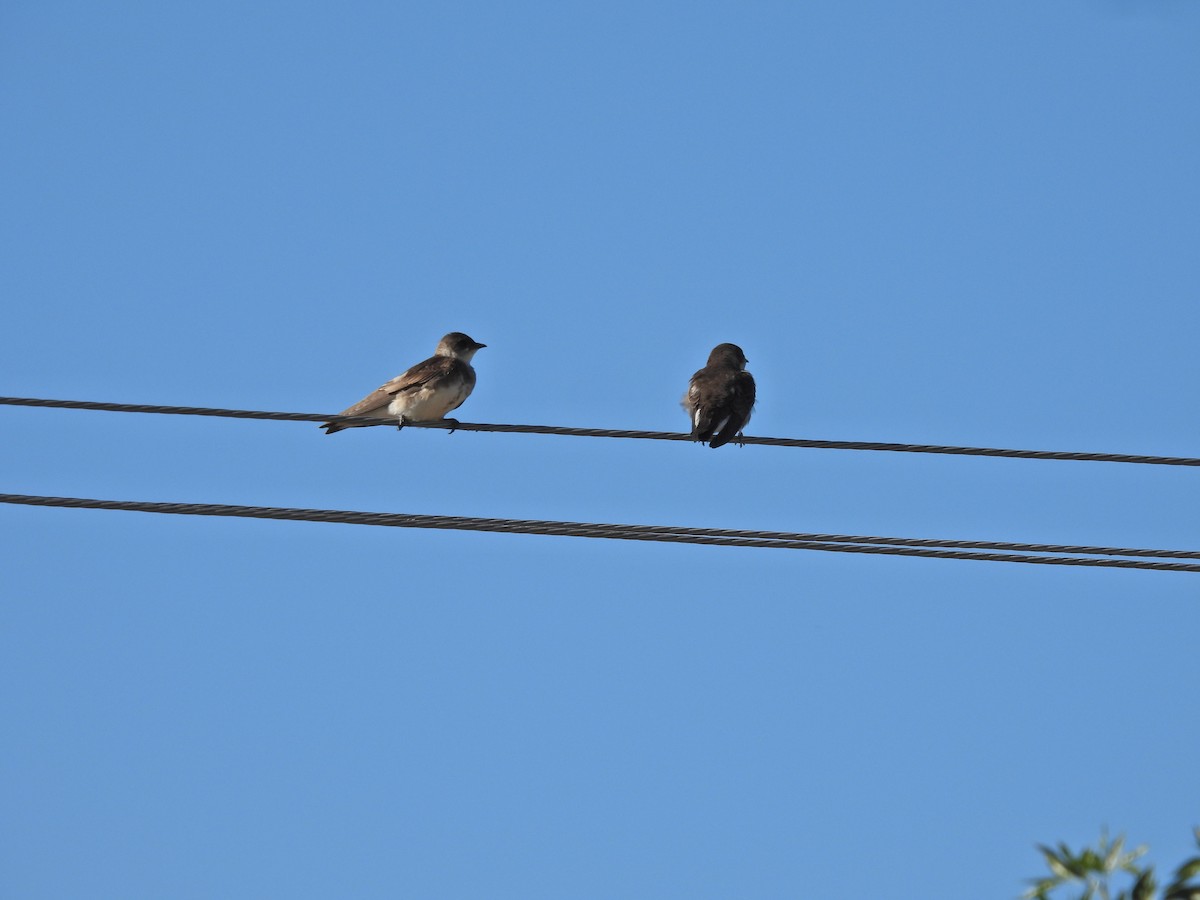 Brown-chested Martin - ML646785198
