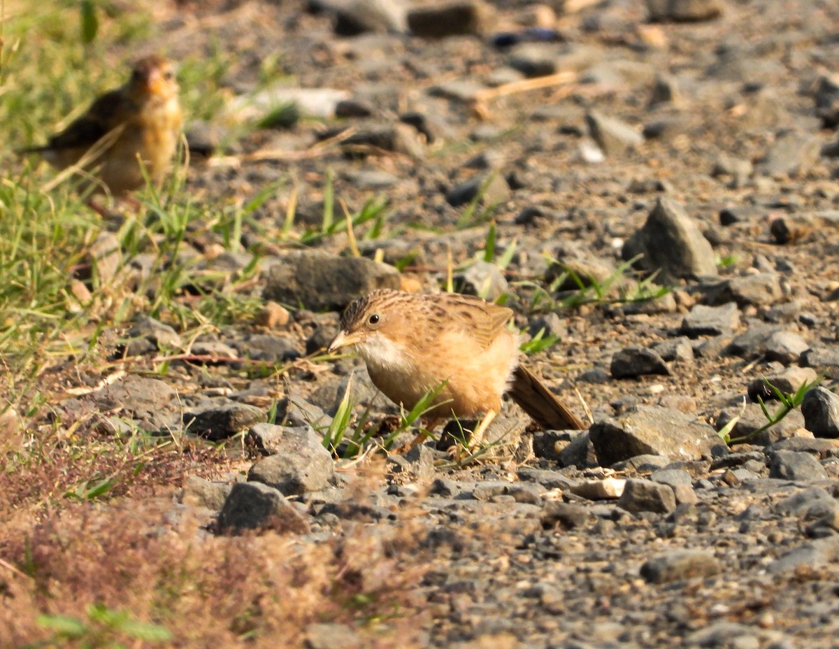 Common Babbler - ML646785208