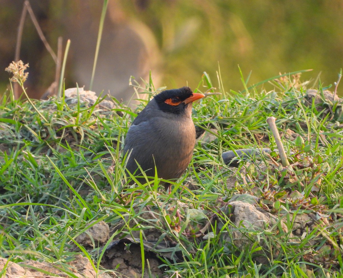 Bank Myna - ML646785209