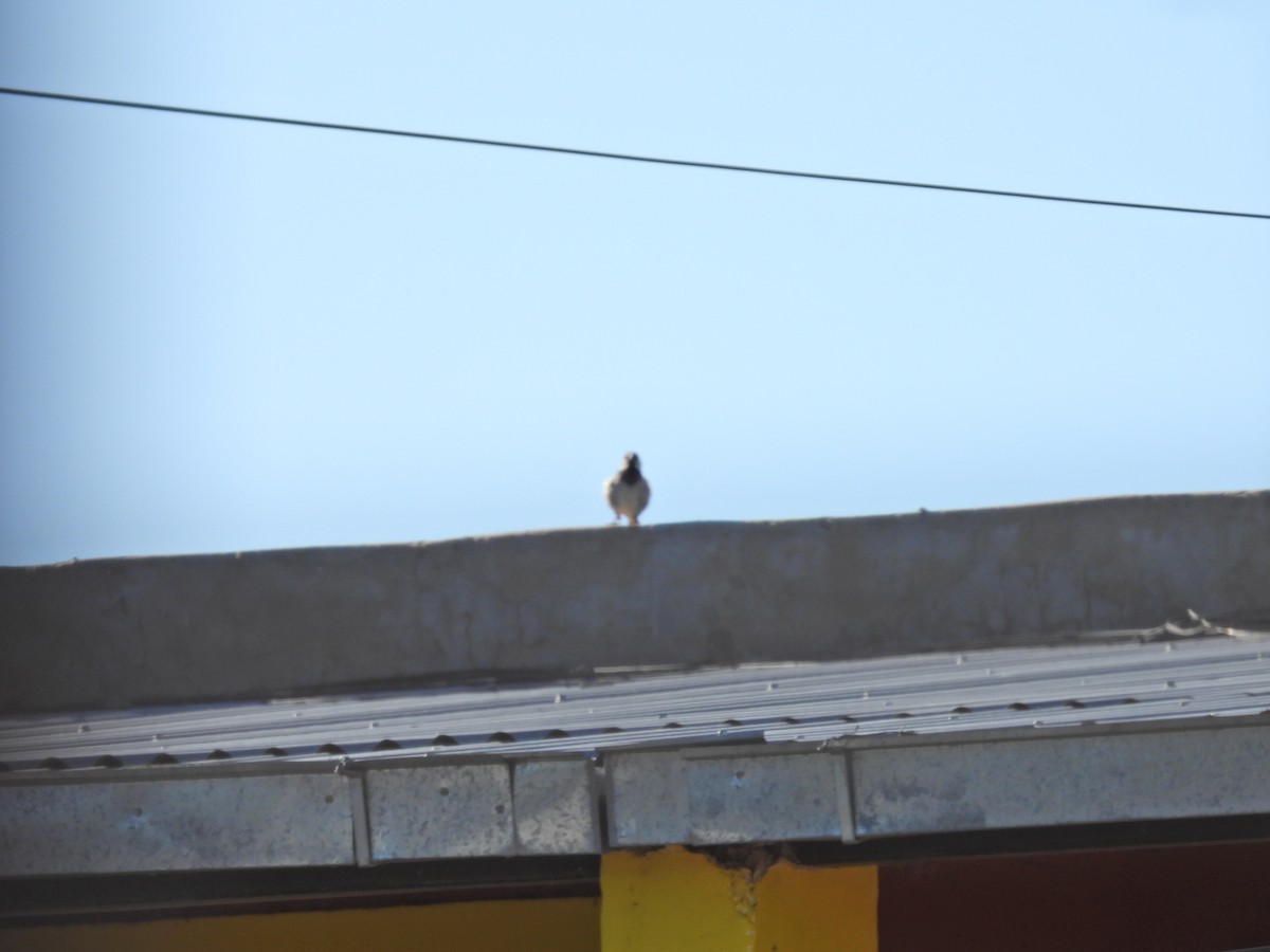 דרור הבית - ML646785212