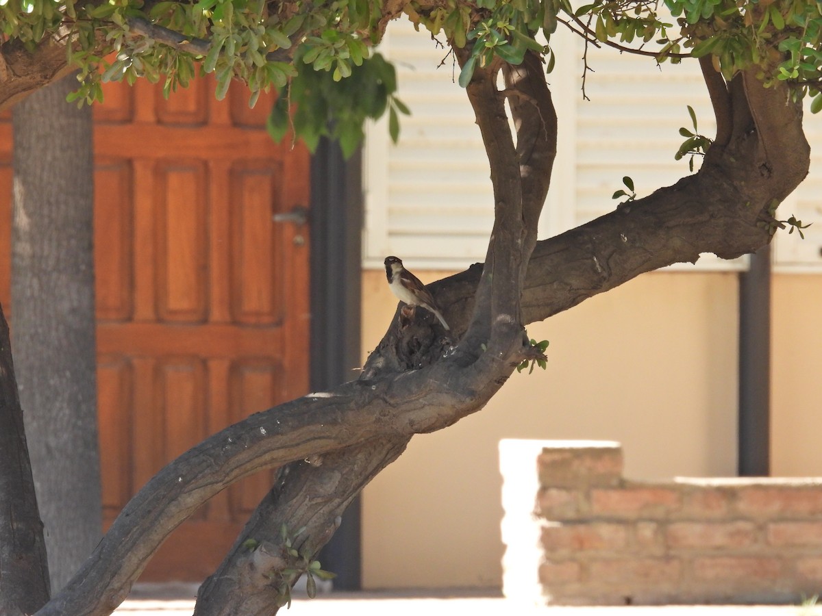 דרור הבית - ML646785213