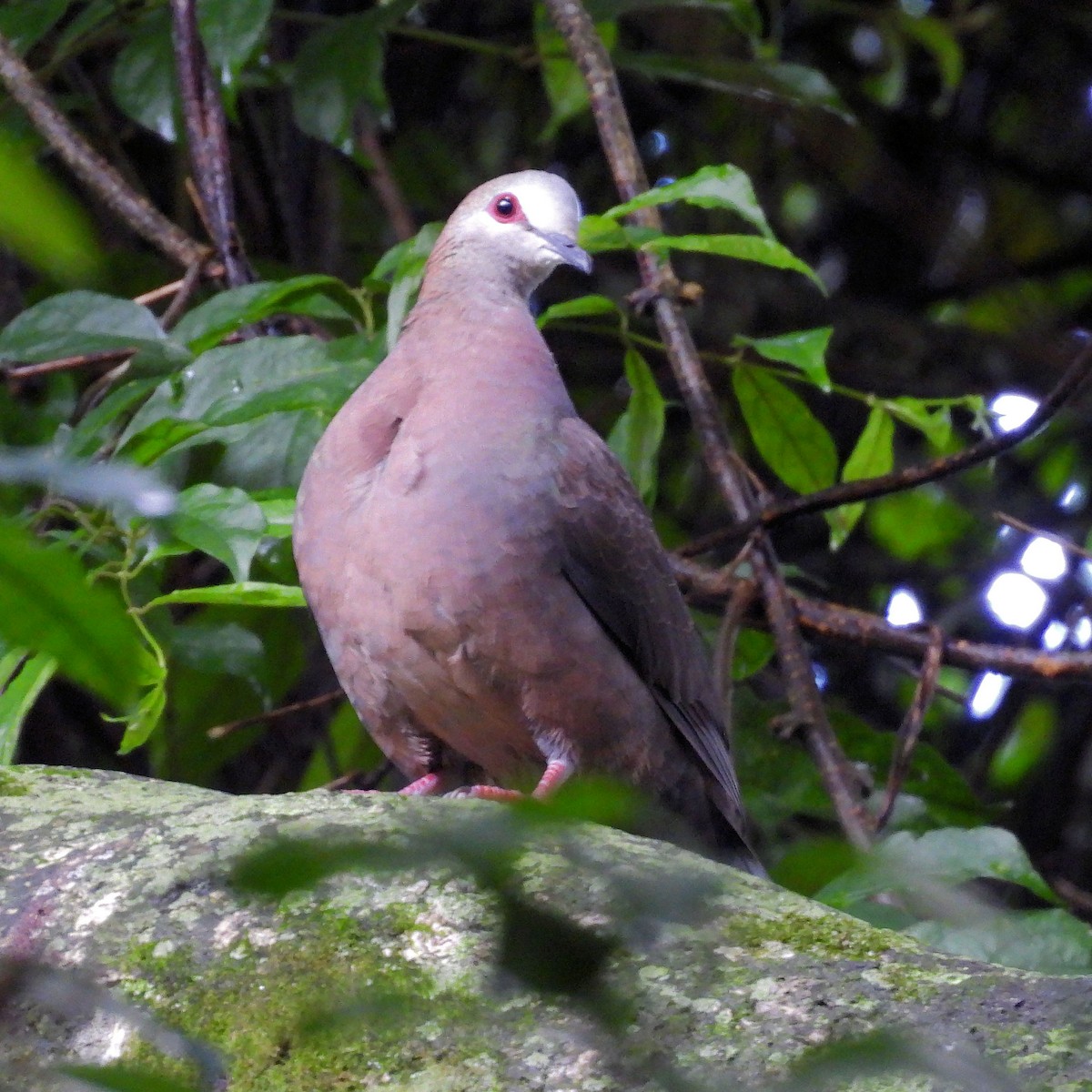 Lemon Dove - ML646785215