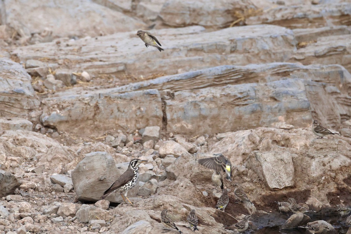 Groundscraper Thrush - ML646785219