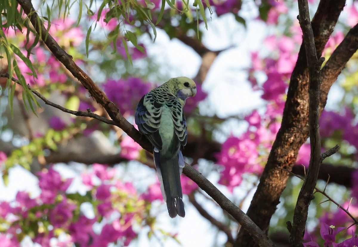 Pale-headed Rosella - ML646785220