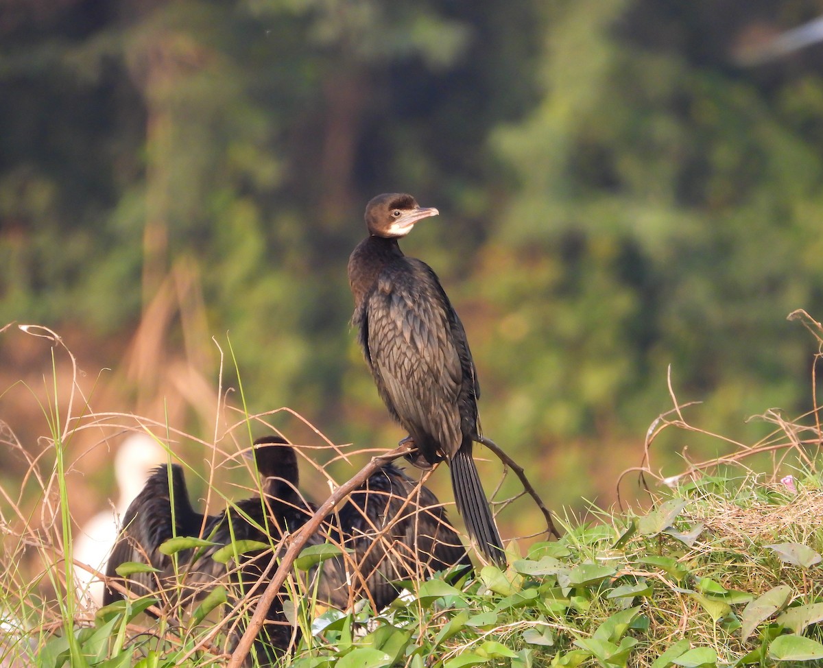 Little Cormorant - ML646785226
