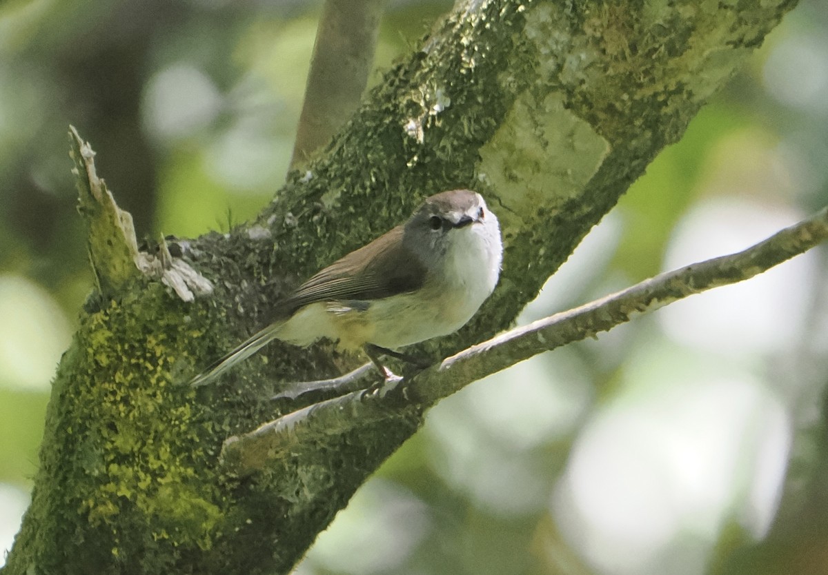 Brown Gerygone - ML646785227