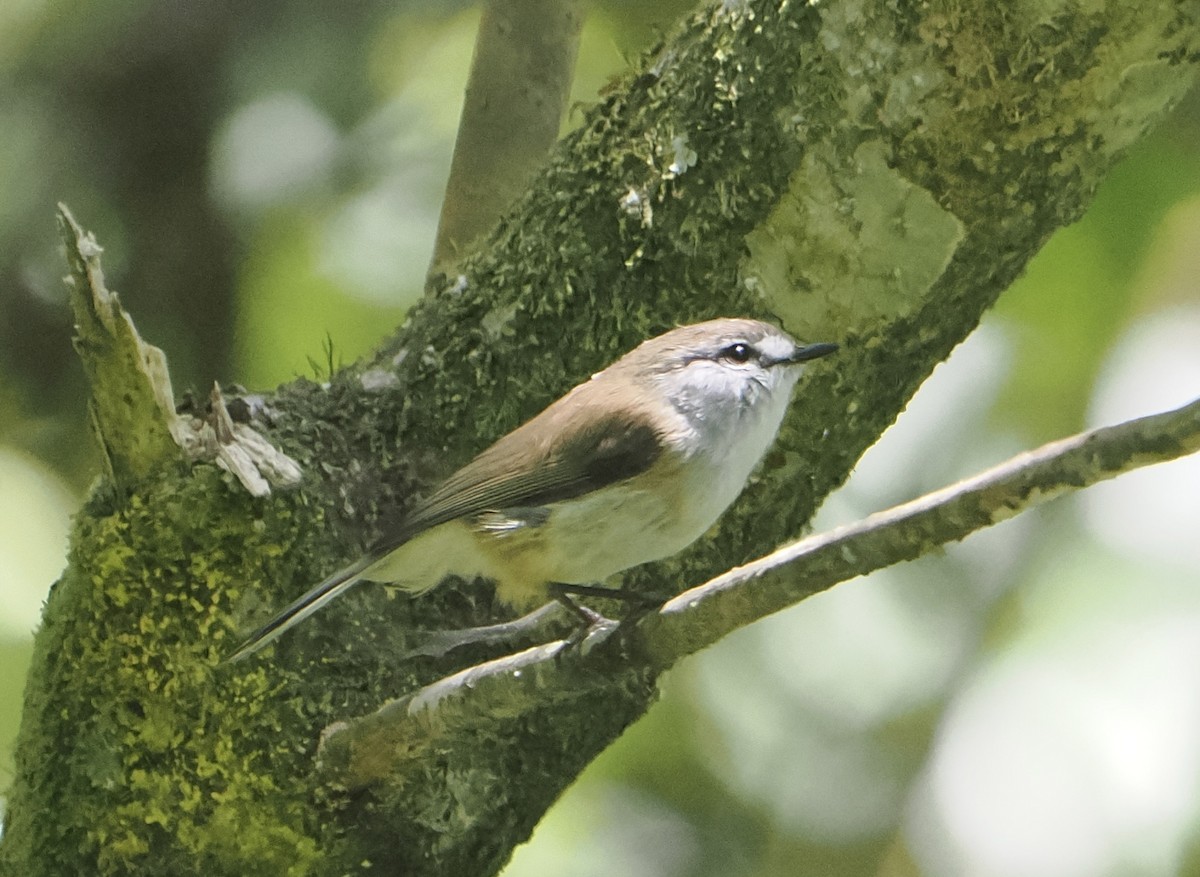 Brown Gerygone - ML646785228