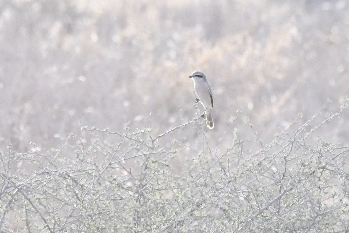 Isabelline Shrike - ML646785243