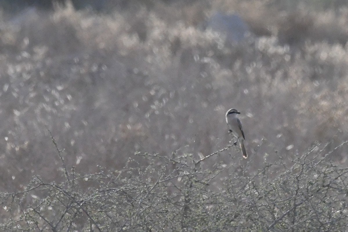 Isabelline Shrike - ML646785244