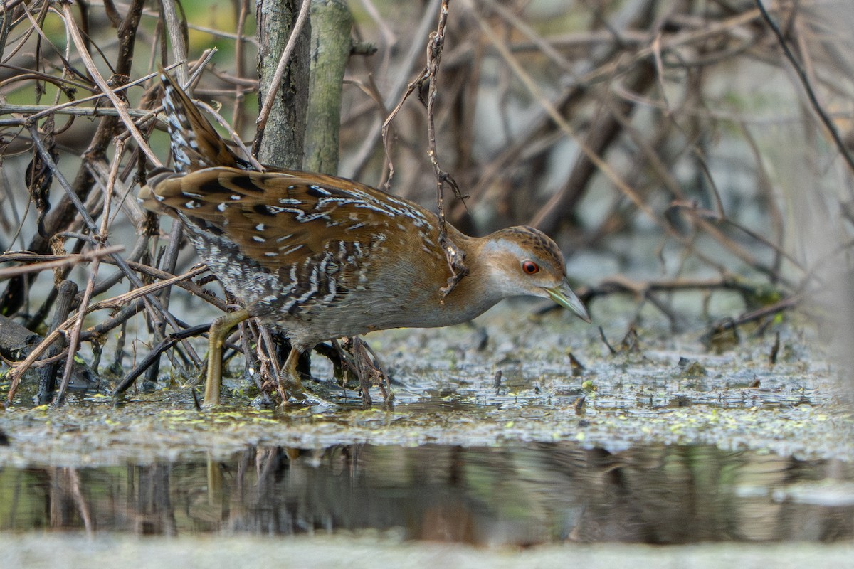 Baillon's Crake - ML646785250