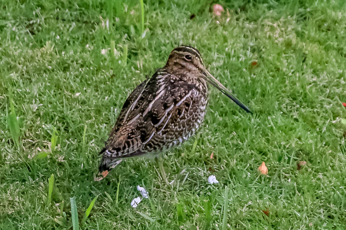 Wilson's Snipe - ML646785251