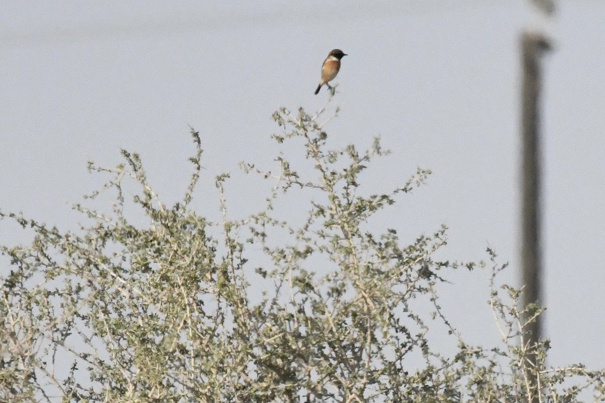 European Stonechat - ML646785252