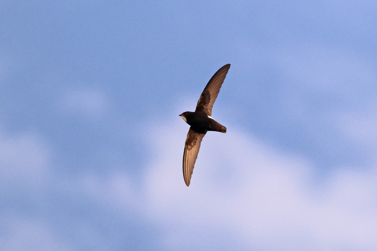 Little Swift - ML646785259