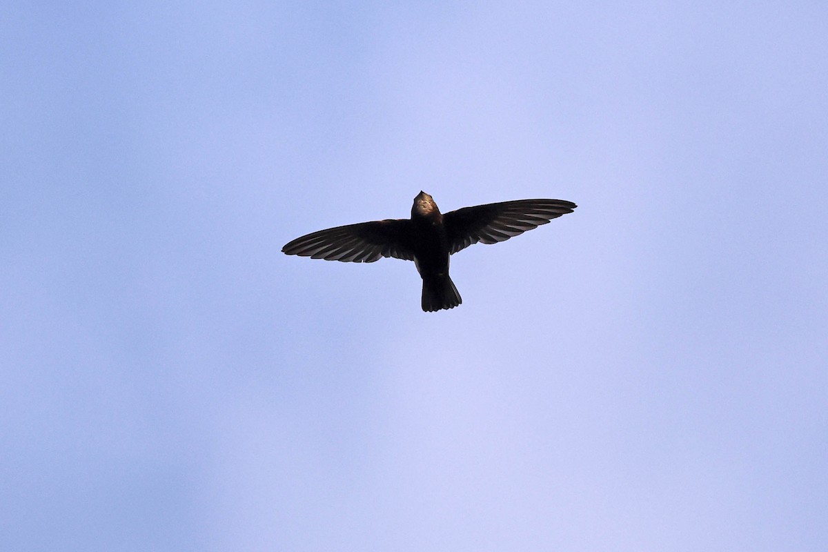 Little Swift - ML646785260