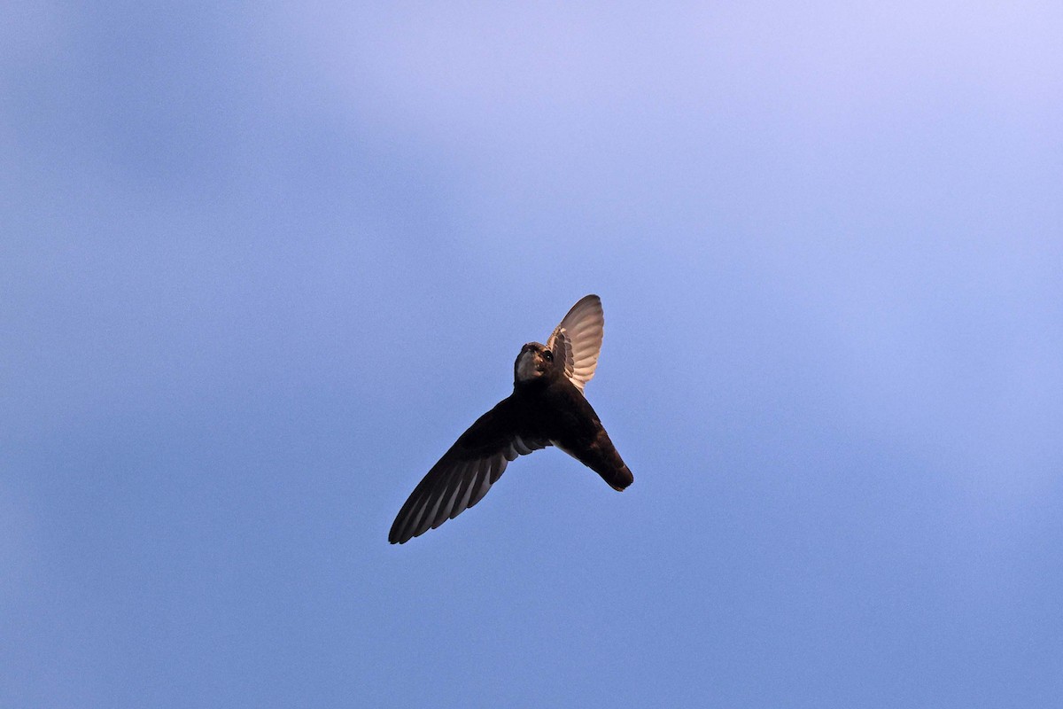 Little Swift - ML646785261