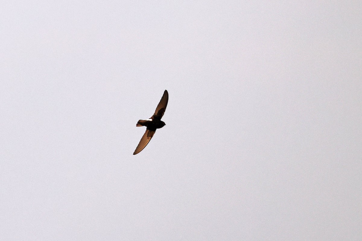 Little Swift - ML646785262