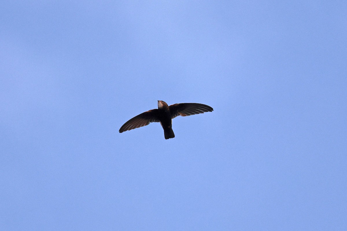 Little Swift - ML646785264