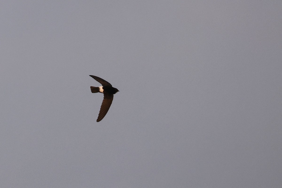 Little Swift - ML646785265