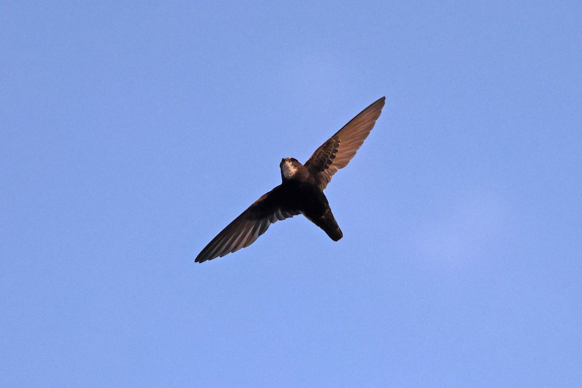 Little Swift - ML646785266