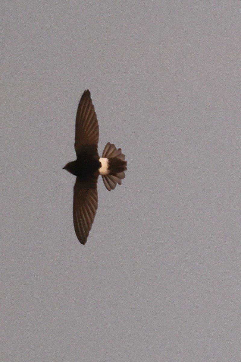 Little Swift - ML646785267