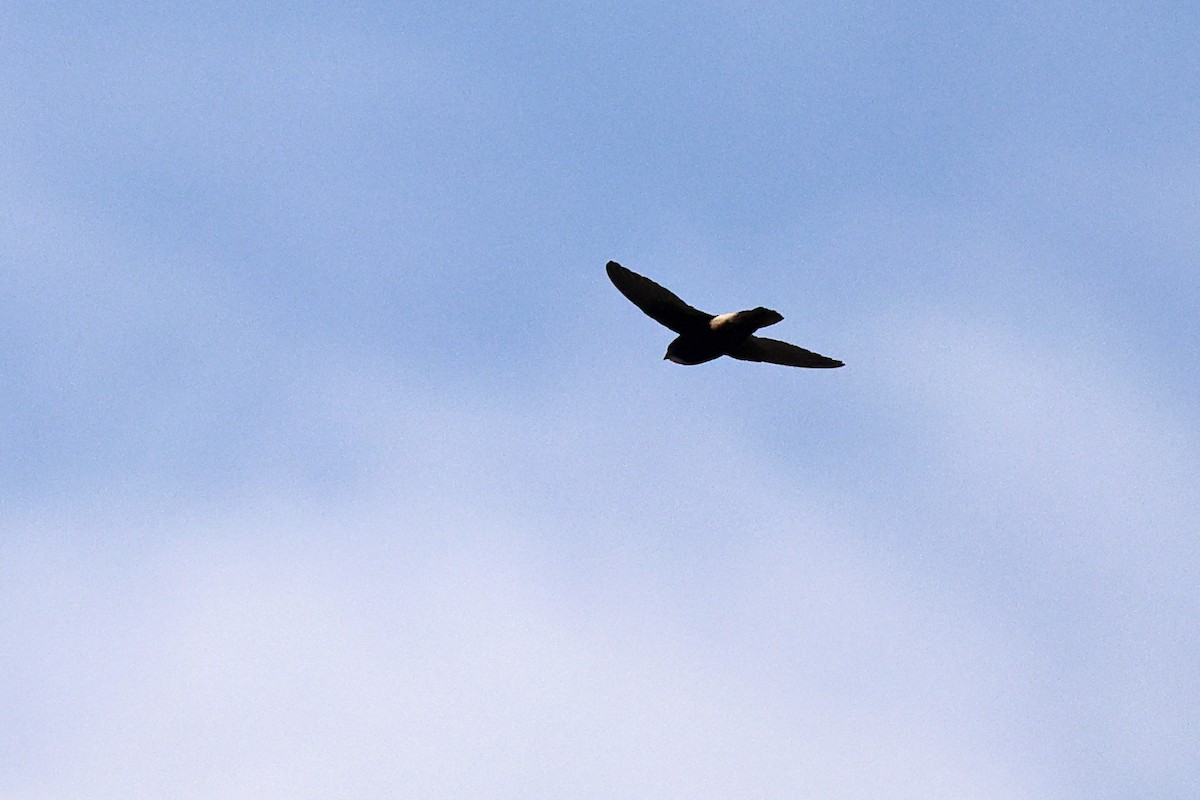 Little Swift - ML646785268