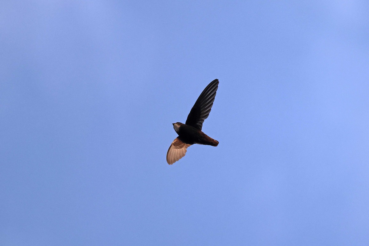 Little Swift - ML646785270