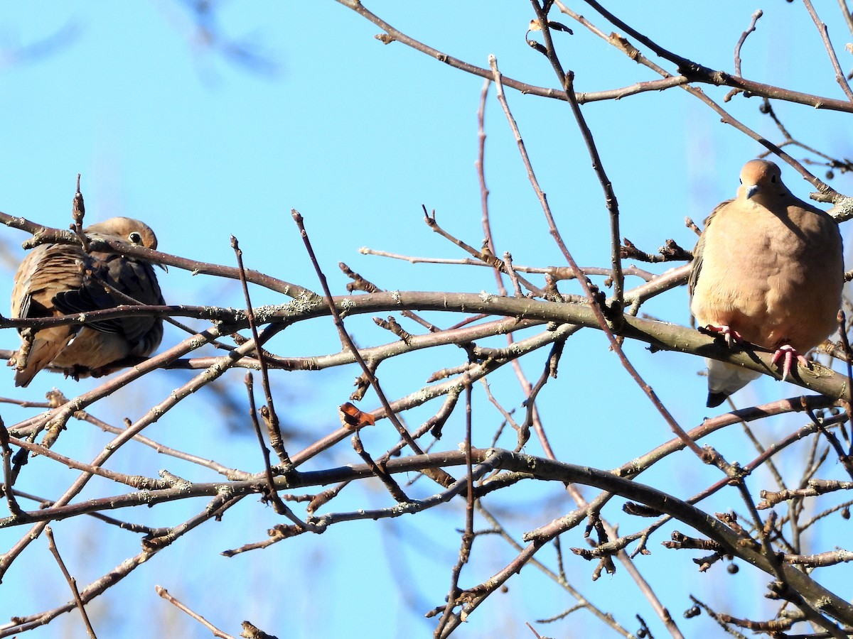 Mourning Dove - ML646785272